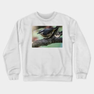 White Breasted Nuthatch. Crewneck Sweatshirt